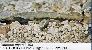 Gobulus myersi